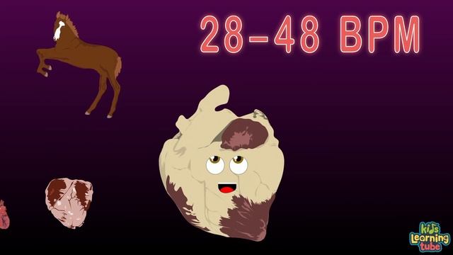 Human Body Size Comparison Heart Size Comparison смотреть онлайн