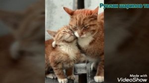 Перчатки английская Народная песенка Русланчик рассказывает