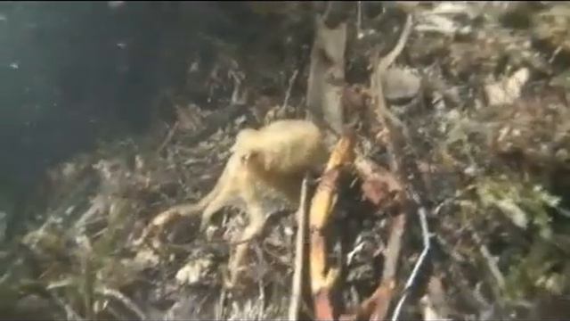 Let's Play Endless Ocean, Episode 04: if i'm looking for shark смотреть онлайн