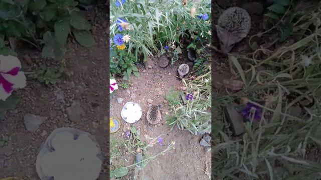 ежики во дворе смотреть онлайн