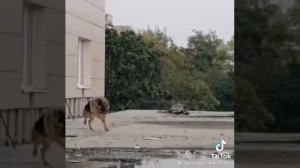 Пёс) пёс спас максима от смерть😥❤️❤️❤️