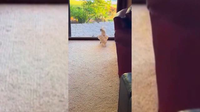 ПРИКОЛЫ 2021, BEST COUB 2021, СВЕЖИЕ ПРИКОЛЫ, РЖУНЕМОГУ, СМЕШНЫЕ ЖИВОТНЫЕ, СМЕШНО ДО СЛЕЗ, TIK TOK смотреть онлайн