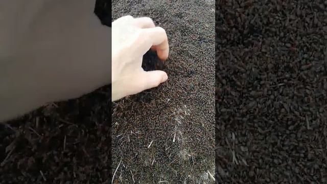 Миллион муравьев смотреть онлайн