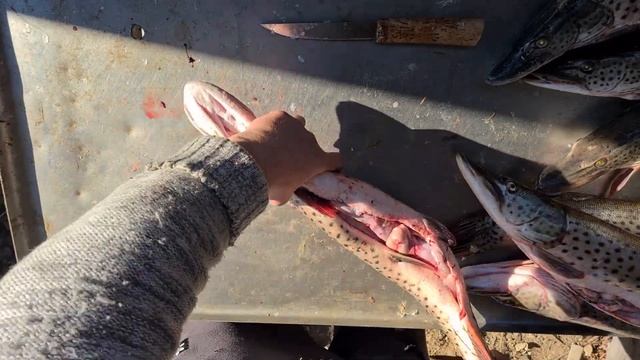 РАЗДЕЛКА ЩУКИ НА ИКРУ. ЖИЗНЬ В ДЕРЕВНЕ. смотреть онлайн