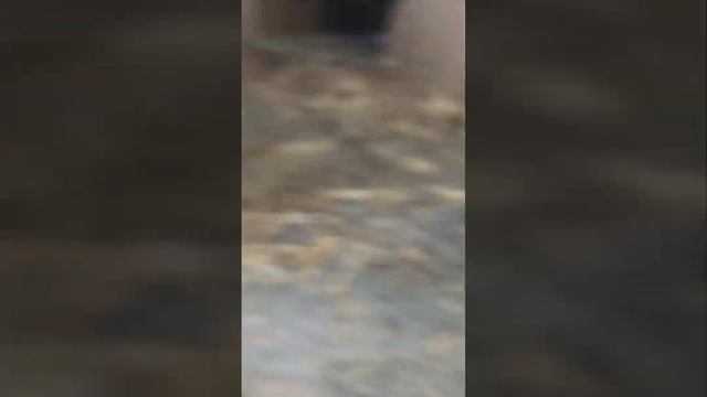 Нашли всех животных нашей двоюродной семьи!!! смотреть онлайн