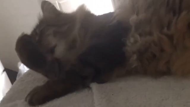 Смешные животные - спящая бульдожка | Bazuzu Video ТОП подборка сентябрь 2017 смотреть онлайн