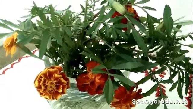 Бархатцы лечебные свойства и противопоказания