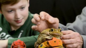 ⚠️ ЖАБА АГА ⚠️ Самые опасные животные ☠ Как выглядит и где обитает