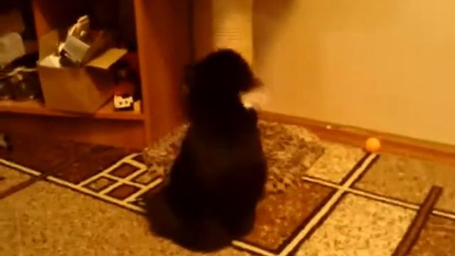 Кот танцует брейк данс смотреть онлайн