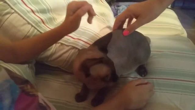 Сфинкс. Обзор породы. Блог для детей. Я Настя. ЛЫСАЯ КОШКА. смотреть онлайн