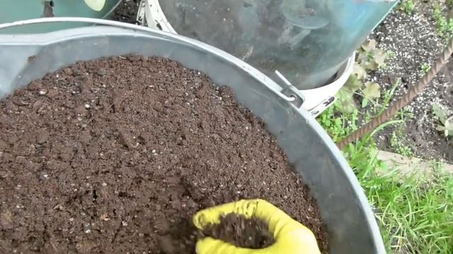 Лучший СПОСОБ зимовки РОЗ купленных ОСЕНЬЮ. смотреть онлайн