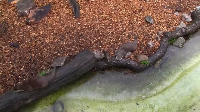 The Otters At Longleat Filmed Using A Canon VIXIA HF G20 Legria HF G25 смотреть онлайн
