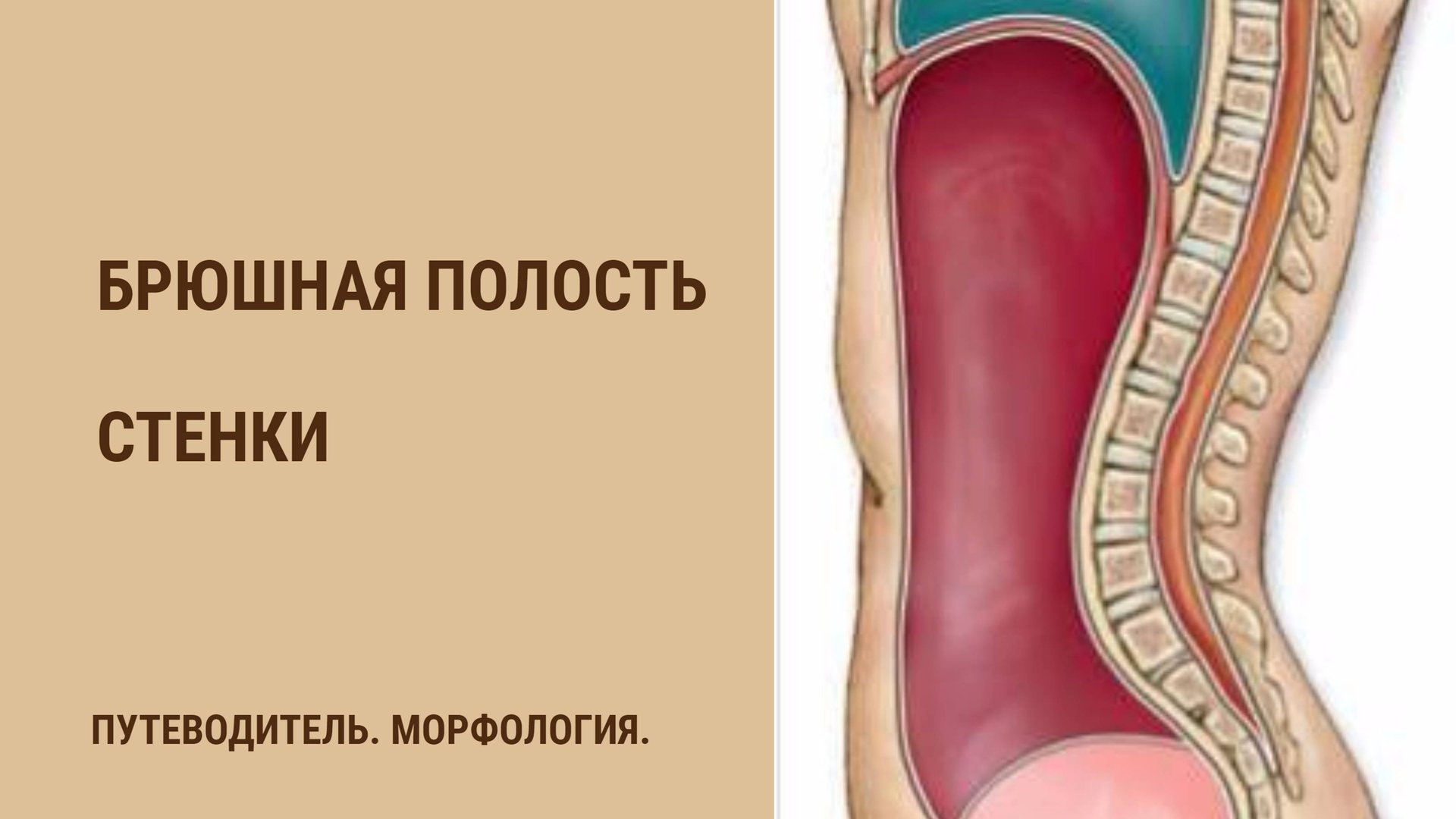 Брюшная полость. Стенки смотреть онлайн