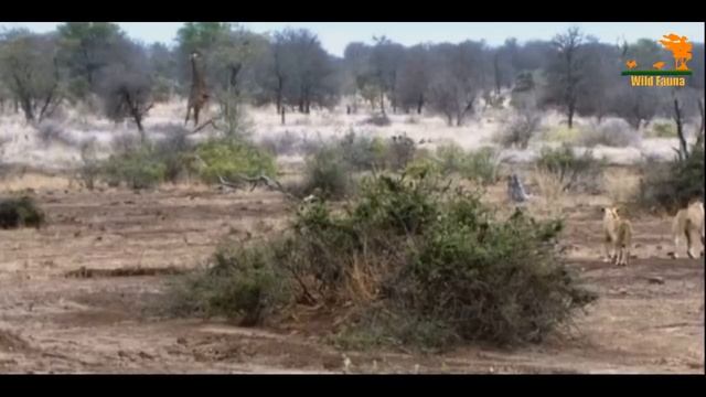 Wild Fauna / Хищник Африки / 3 часть