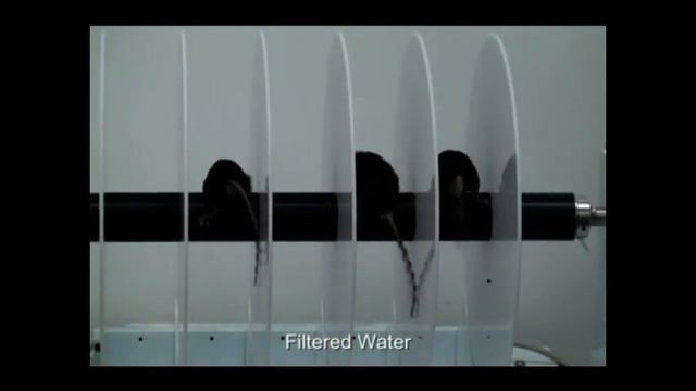 В США проведены испытания воды очищенной с помощью фильтров Виктора Петрика. смотреть онлайн