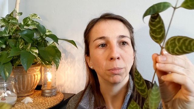 🌿Lipstick Plant: Soins & Boutures смотреть онлайн