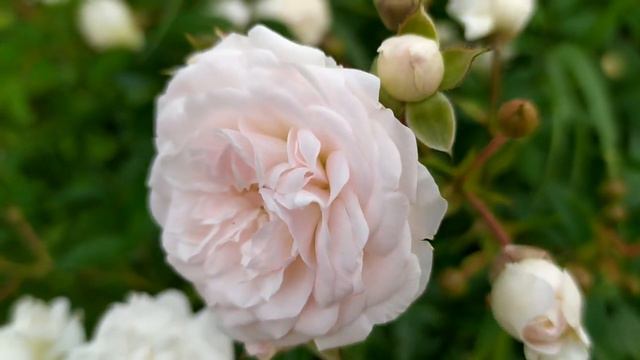 Доверенное 302 серия русская озвучка | Анонс и Дата выхода смотреть онлайн