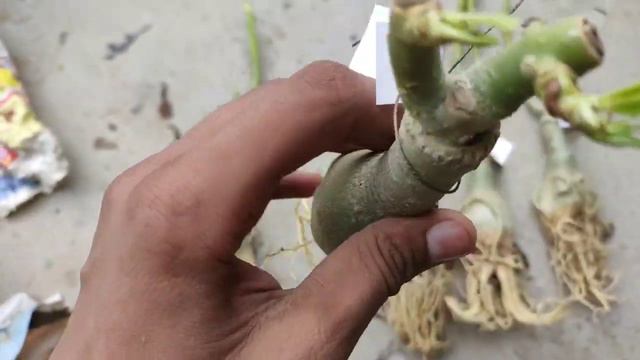 Kahan se khariden adenium plant💐💐💐 смотреть онлайн