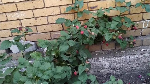Обзор ежемалины Тайбери смотреть онлайн
