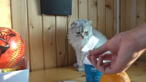 ВЫБЕРИ ПРАВИЛЬНЫЙ ЛАСТИК, ЧТОБЫ ВЫЖИТЬ! КОТ КЕВИН ПРОТИВ БИЛЛИ