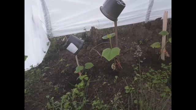 Помидоры, базилик, огурцы и посадки в огороде. смотреть онлайн