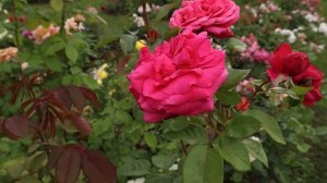 Роза Ромина, Мадам Анизетт, Поль Рикар и другие - настоящие шедевры среди чайно-гибридных сортов!