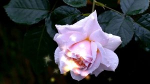 ПОТРЯСАЮЩЕ Бесконечно Красивая Музыка! Можно Слушать Вечно!!!Самые Красивые Розы для тебя...