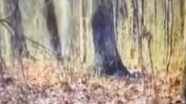 Страшные Видео на Которых Были Сняты Мистические Существа смотреть онлайн