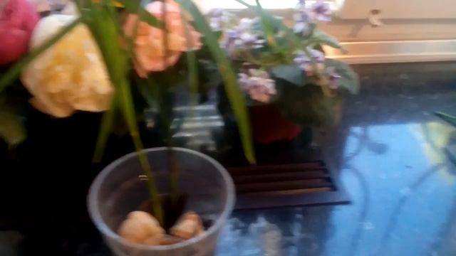 циперус ( папирус ) в аквариуме Часть 2 смотреть онлайн