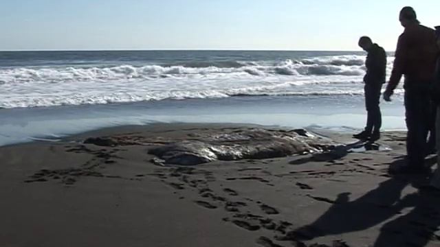 мамонт на берегу Тихого океана смотреть онлайн