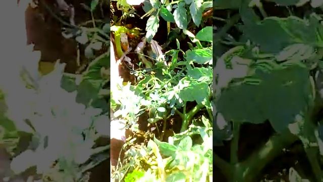 Формирование правильной грядки. Природное земледелие. смотреть онлайн