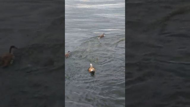 Огарь в Москве смотреть онлайн