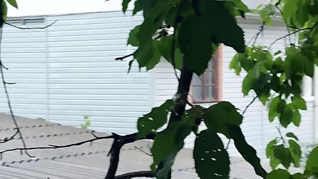 Лазаревское 9 июня послеобеденный дождь смотреть онлайн