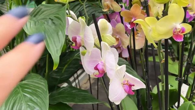 Долгожданное поступление орхидей в Бауцентр. Аркс Рей, Манхеттен, Попугай, Торино, Мэйджик Арт ... смотреть онлайн