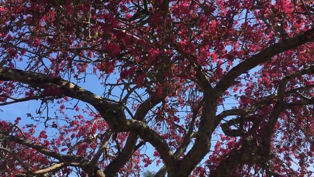 Crab apple (Malus 'Rudolph') - entire tree - April 2019 смотреть онлайн
