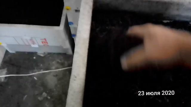 Сею малька и подвожу итоги сезона смотреть онлайн