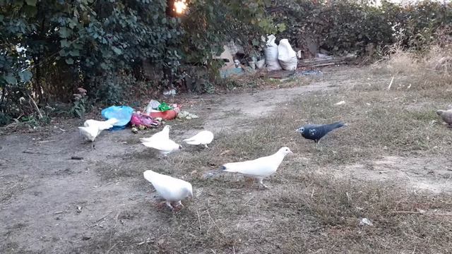 Бакинские голуби у гарика иранца часть 6 смотреть онлайн