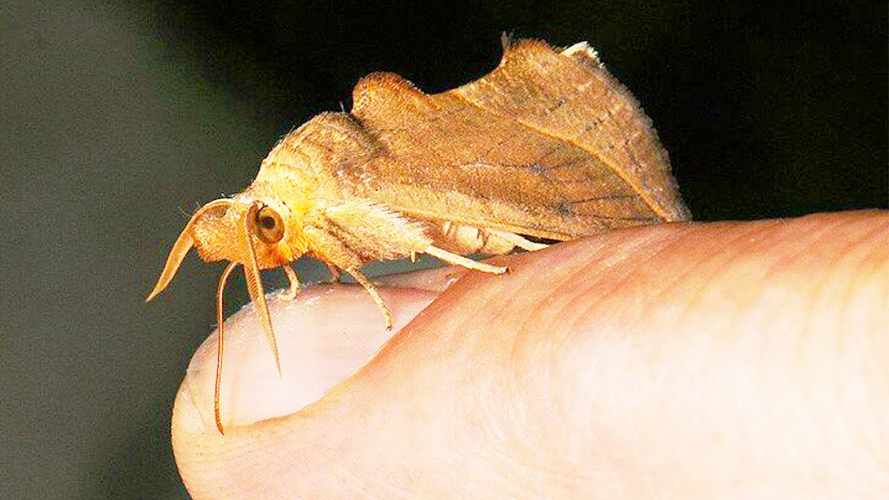 Эти бабочки пьют кровь! Бабочки вампиры смотреть онлайн