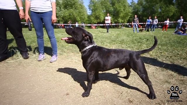 Английский стаффордширский бультерьер Алмаз смотреть онлайн