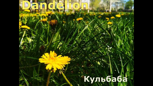 Spring Flowers. 🌸 Назви весняних квітів. смотреть онлайн