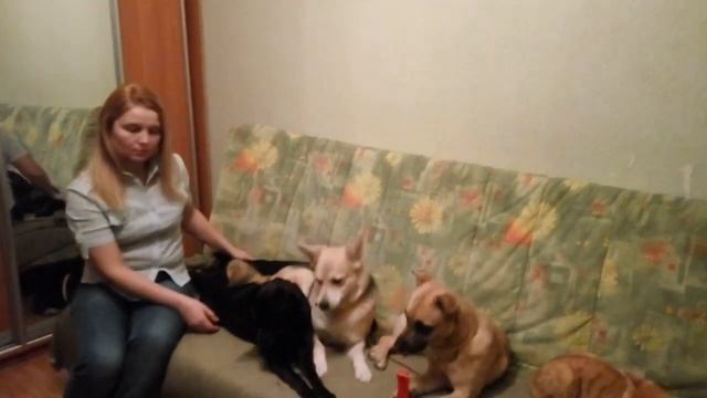 К ответу Авито на петицию смотреть онлайн
