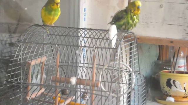 Мои попугайчики Кеша и Кешка смотреть онлайн