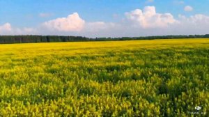 Поля России