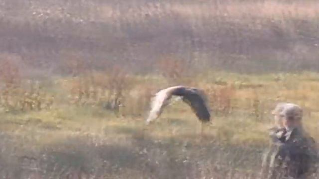 Охота с орлами