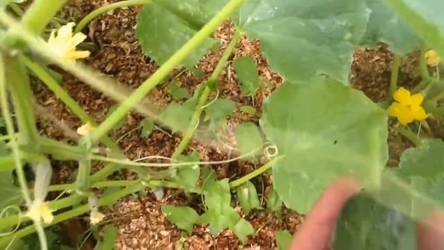 Собираю огурцы по сортам ! смотреть онлайн