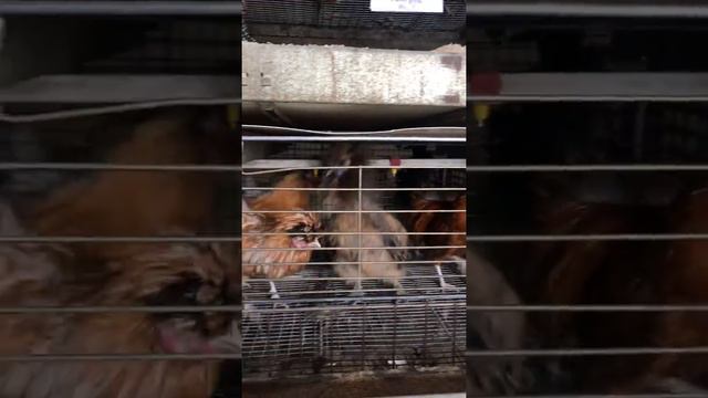 Петушиный бой