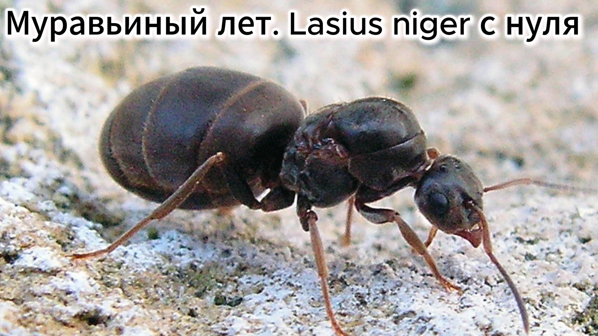 МУРАВЬИНЫЙ ЛЕТ. LASIUS NIGER С НУЛЯ