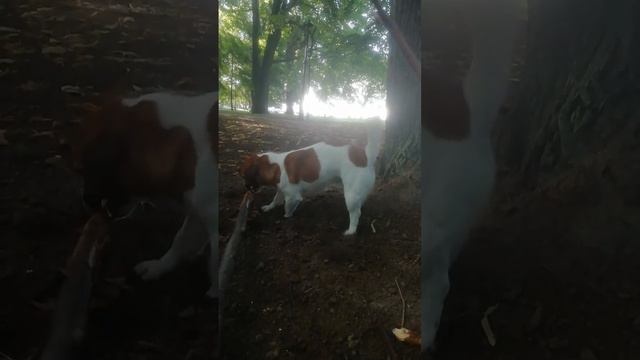 Атлетичный красавец, мускулистый брутал и точка смотреть онлайн