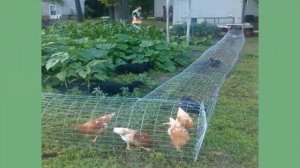 Курятник на даче. 30 интересных идей.