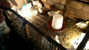 Бройлер КОБ - 500. Кормление бройлеров картошкой.